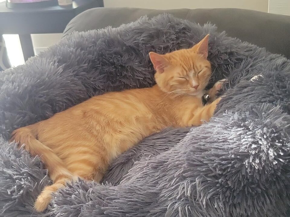 Orange tabby cat Pumpkin relaxing in a plush gray bed at home