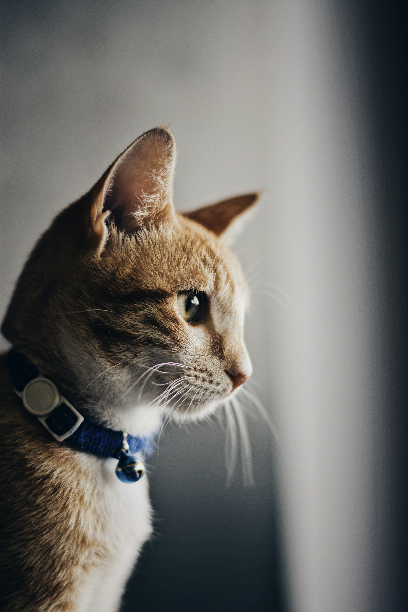 A cat standing inside a bright home